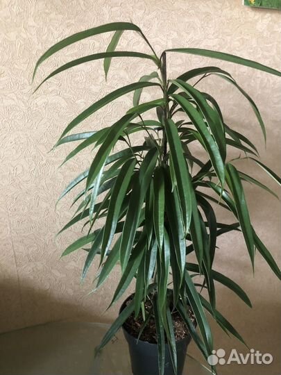 Фикусы- Триангулярис Вайт М, Кинг, суккуленты