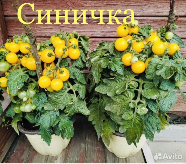 Рассада Японский черри мини, томаты на окошко