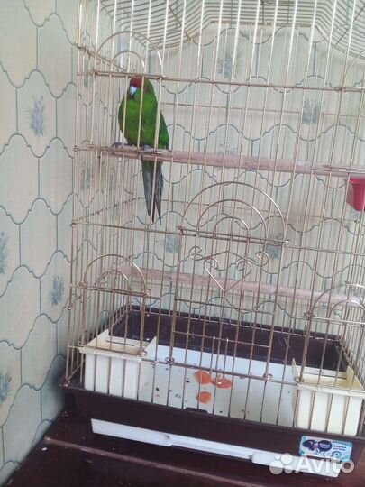 Попугай какарик