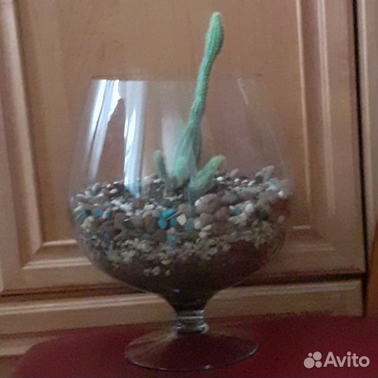 Кактусы и суккуленты