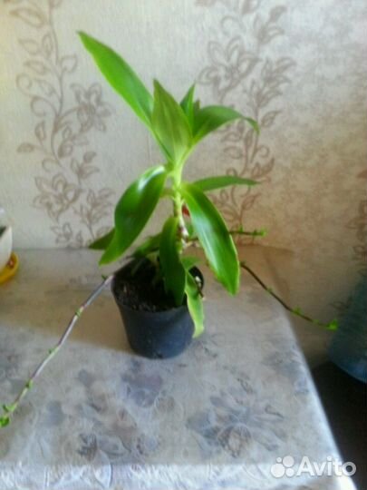 Золотой ус лечебный Индийский лук