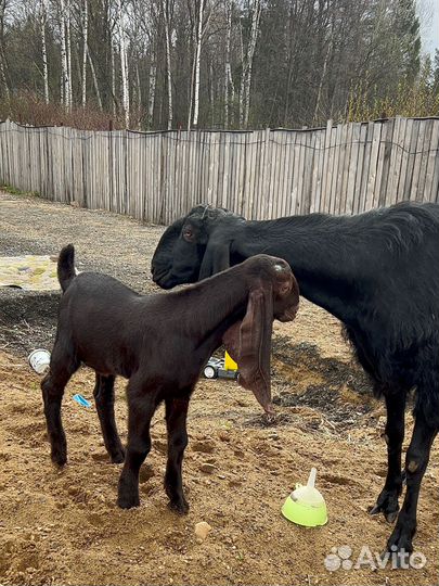 Козлик камори75/битал25