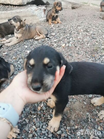 Щенки в добрые руки