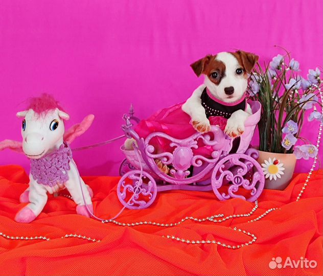 Любимчики - девочки Джек рассела