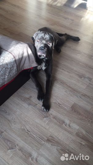 Кане корсо бесплатно