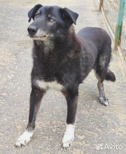 Спасите малыша из приюта