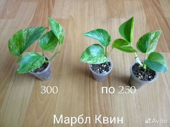 Сциндапсусы, эпипремнумы часть 1