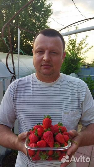 Клубника ремонтантная саженцы