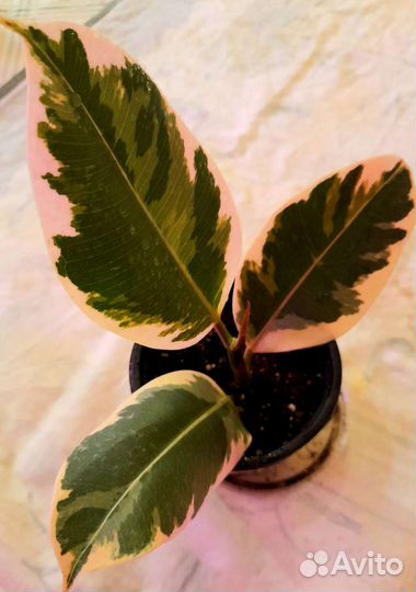 Фикусы сортовые