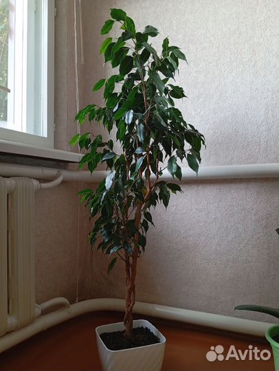 Фикус бенджамина