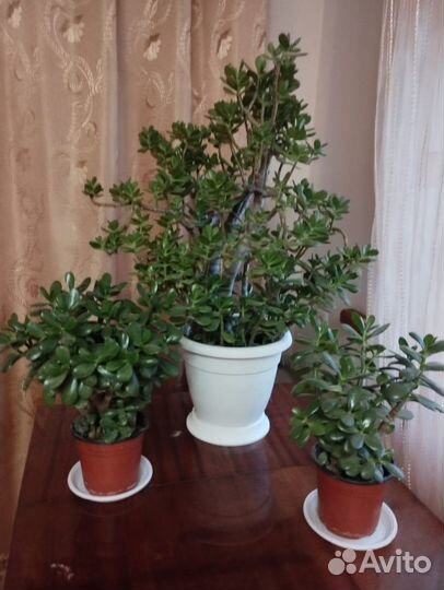 Денежное дерево в горшках