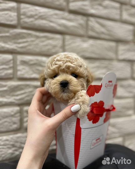 Мальтипу f1 mini корея тедди эксклюзив