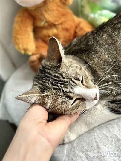 Красивая кошка