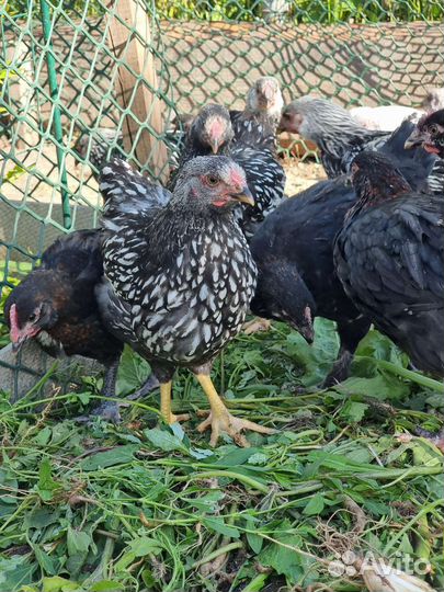 Куры цыплята