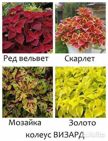 Семена Колеус гигант