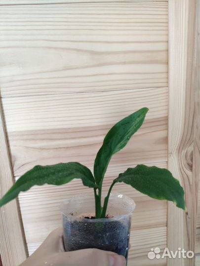 Комнатные растения Антуриум Спатифиллум