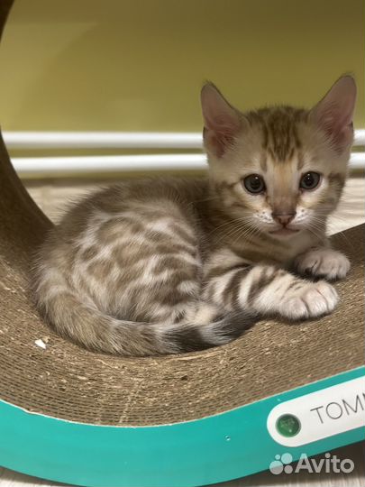 Бенгальские котята с документами