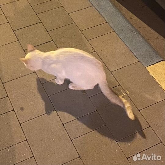 Кот в добрые руки