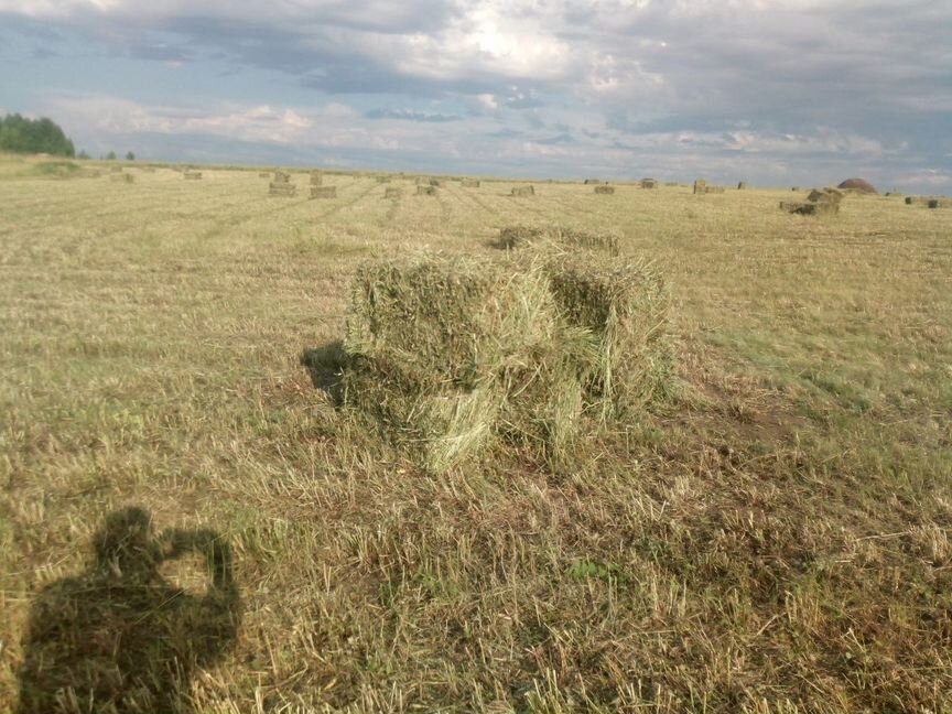 Сено в тюках с доставкой