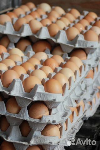 Домашни�е куриные яйца