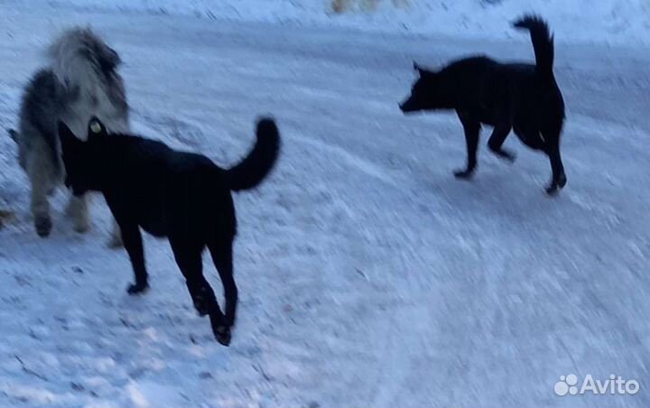 Щенки подростки на охрану