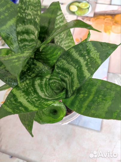 Сансевиерия ханни