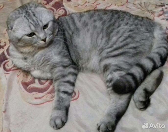 Шотландец вязка