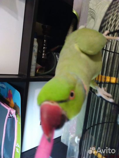 Попугай Ожереловый самец 