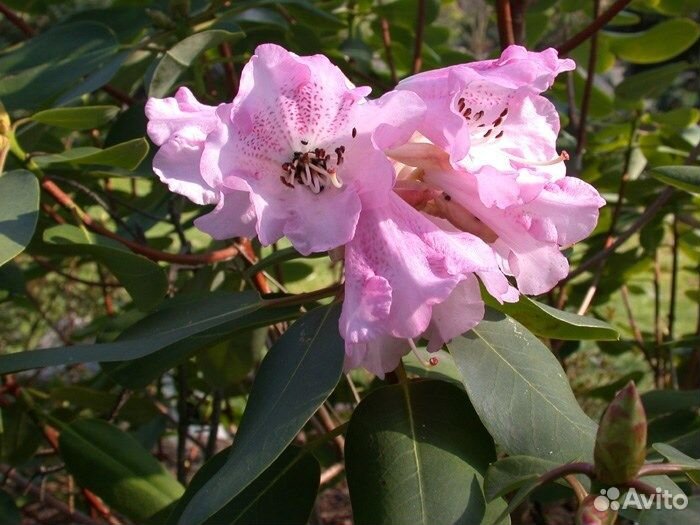 Рододендроны разные виды, семена