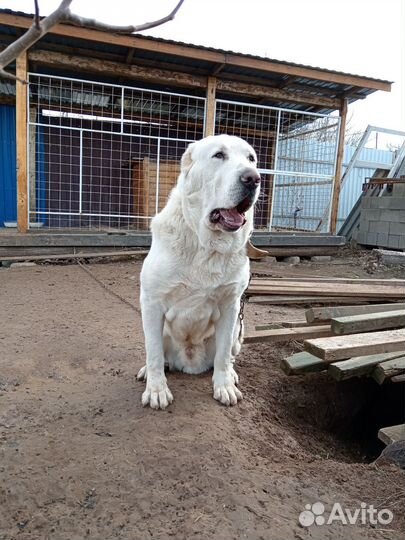 Среднеазиатская овчарка алабай вязка