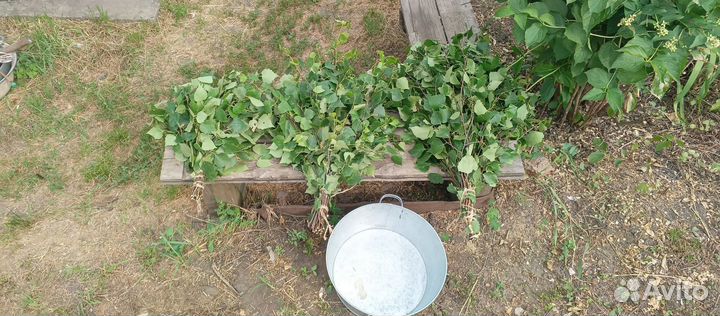 Веники для бани