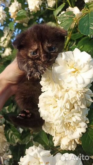 Черные котята