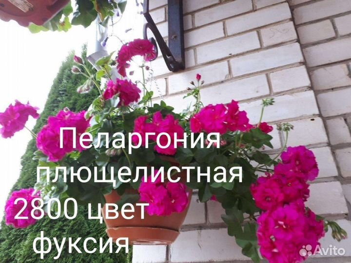 Пеларгония герань плющелистная