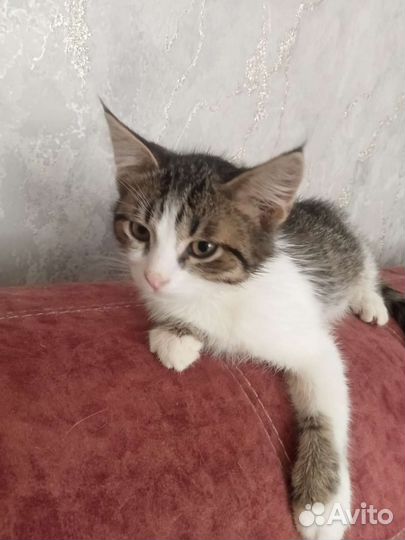 Котейка ищет хозяина