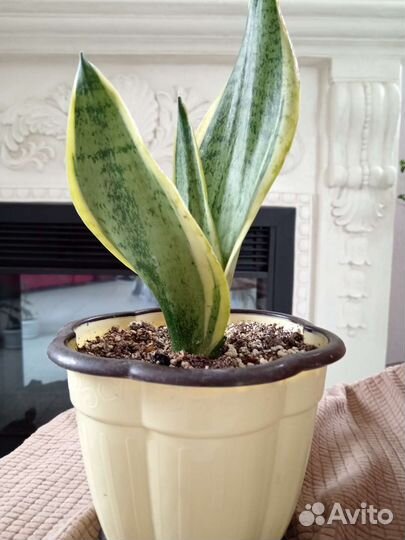 Цветы комнатные