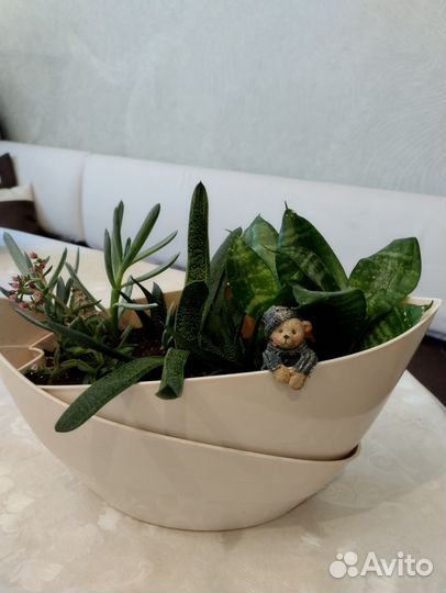 Садик из суккулентов