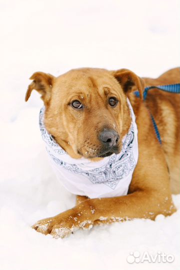 Собака в добрые руки