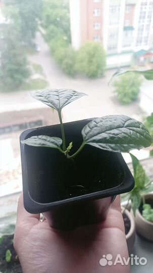 Клеродендрум томпсон