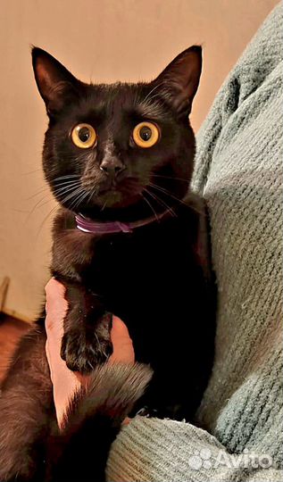 Кошка ищет дом