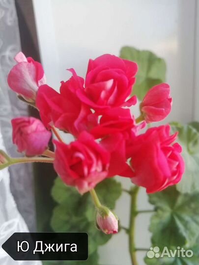 Герань пеларгония