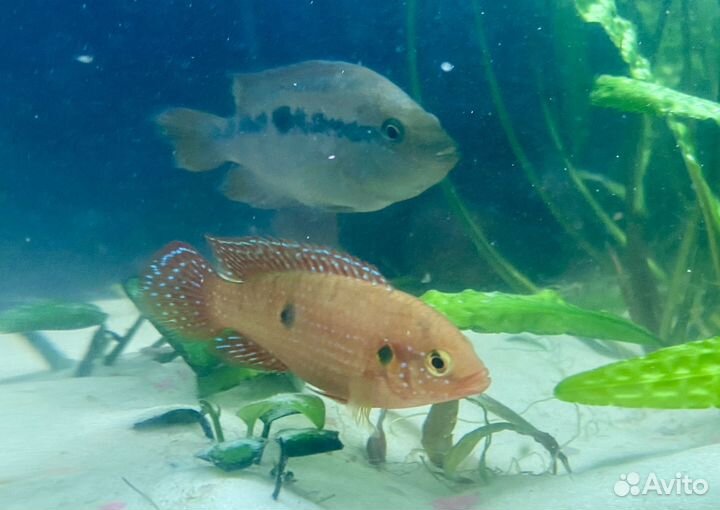 Рыбки аквариумные хромис-красавец, сальвини