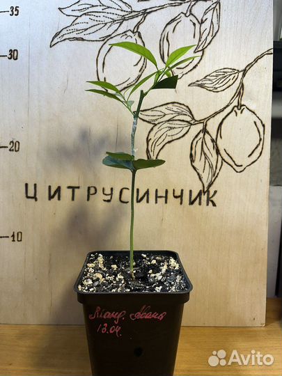 Мандарин