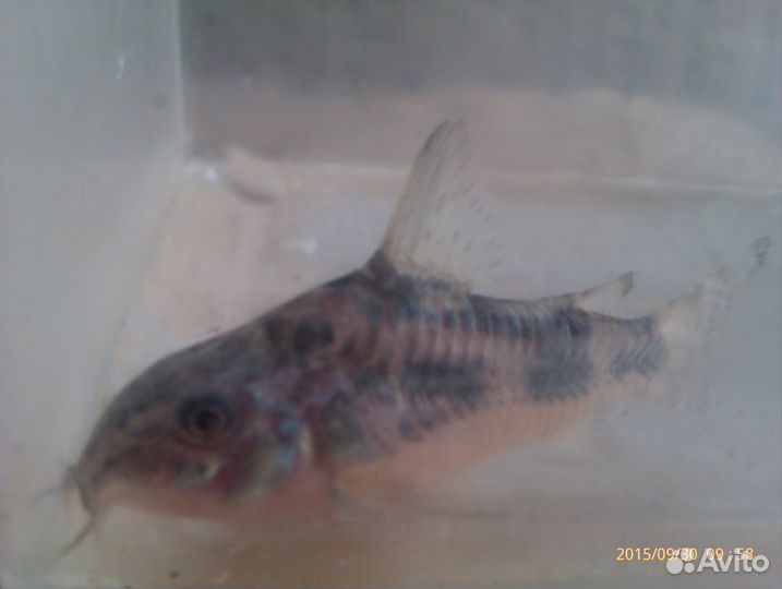 Аквариумы от 4-х л. до 126 л. + рыбки 15 видов