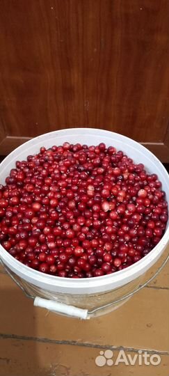 Клюква свежая