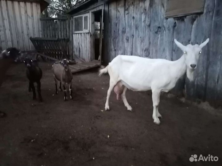 Коза с козлятами