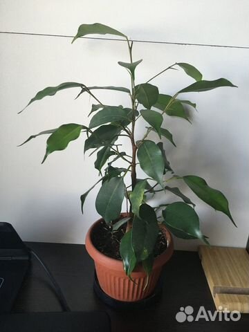 Фикус Бенджамина (зелёный) купить в Санкт-Петербурге | Товары для дома ...