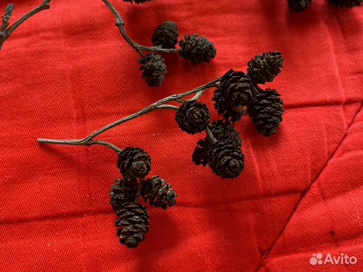 Ольховые шишки