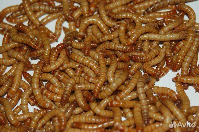 Живые кормовые насекомые