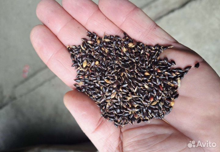 Семена суданки