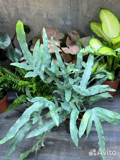 Папоротник флебодиум голубая звезда